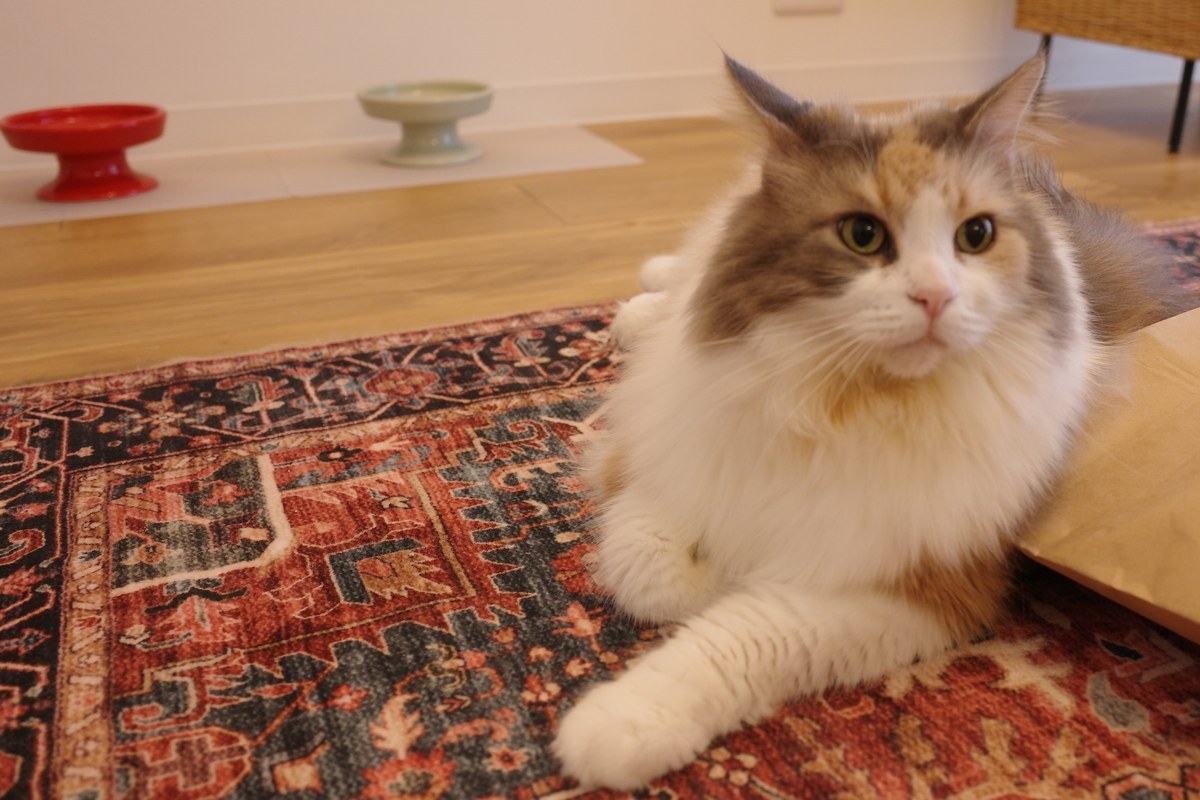猫と同行避難するために。今日からできる備えと防災グッズリスト｜nyansネコラム