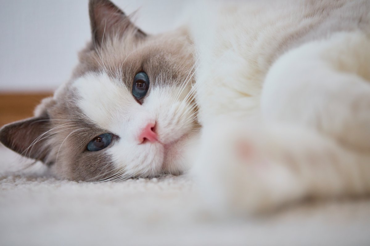 清潔感のある室内でくつろぐ猫