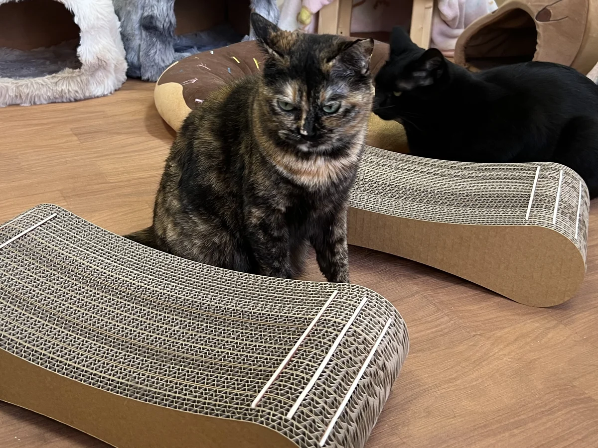 新しい爪とぎを乗らずに見つめて様子をうかがう2匹の猫｜警戒は正常な反応（ネオフォビア）