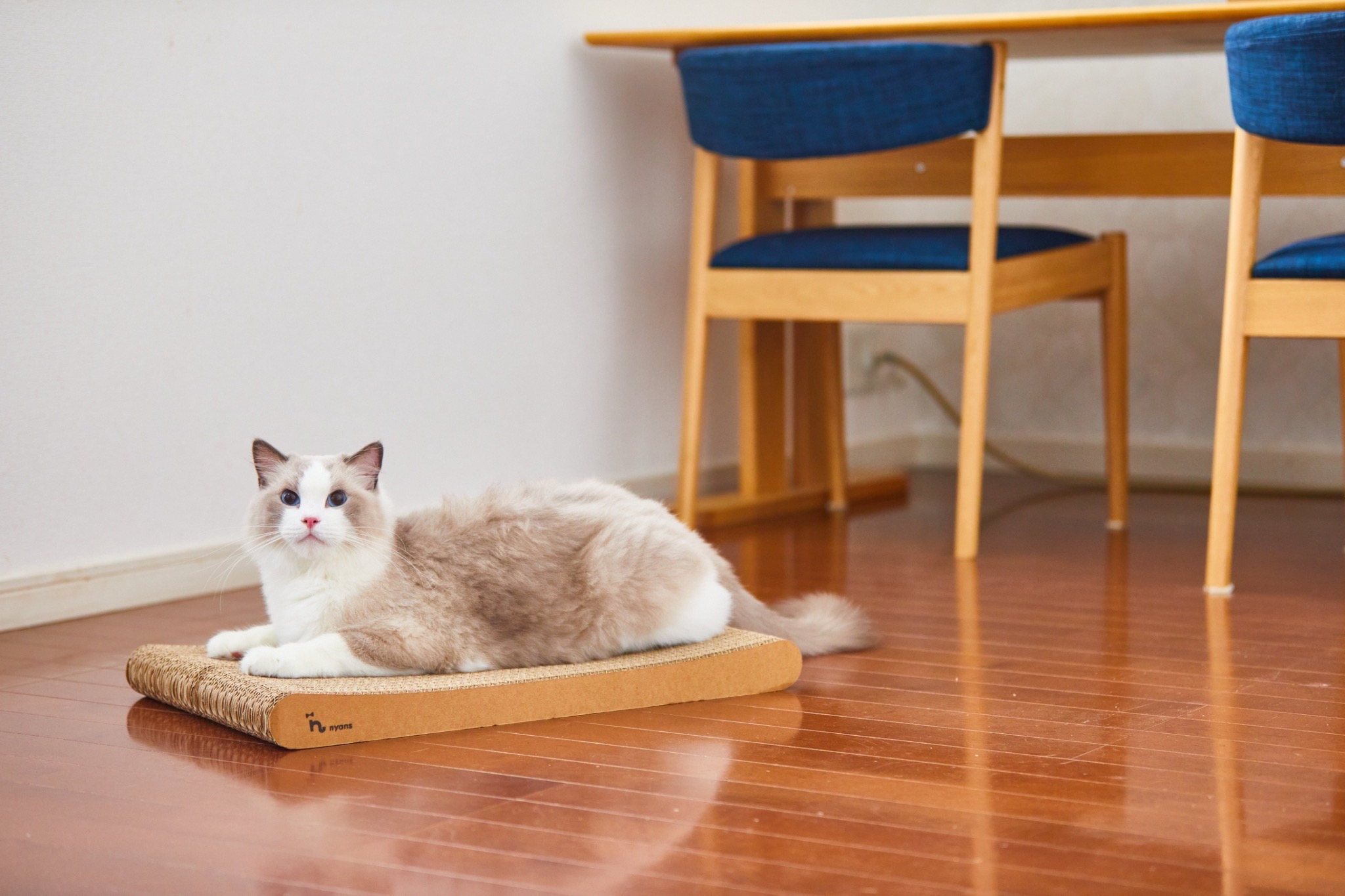 猫と爪とぎ