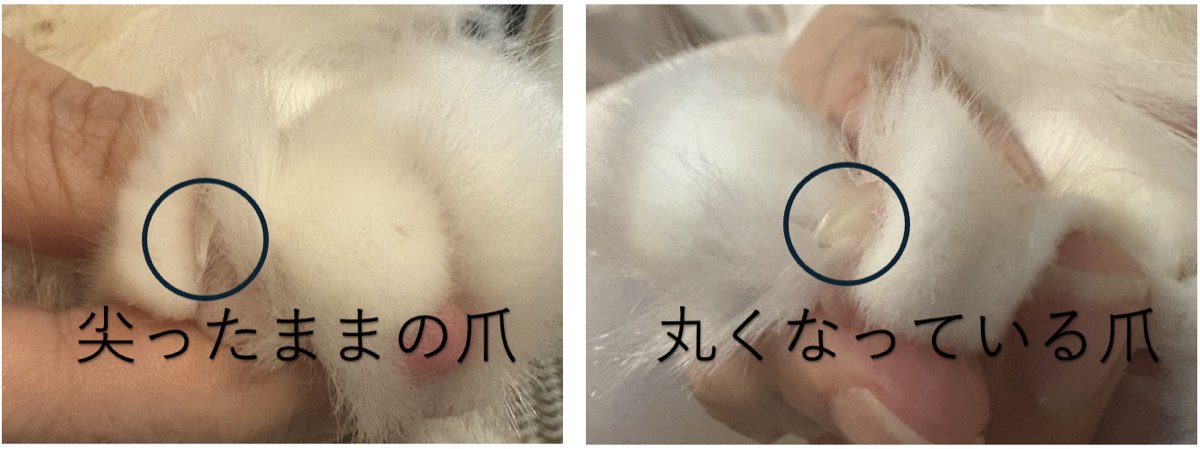 チェルシーの爪先が丸くなった様子