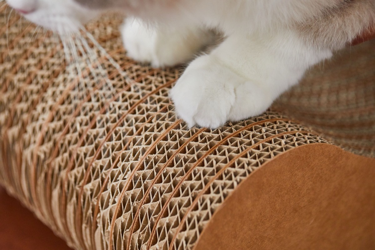 ダンボール爪とぎの波型断面に置かれた猫の前足のクローズアップ