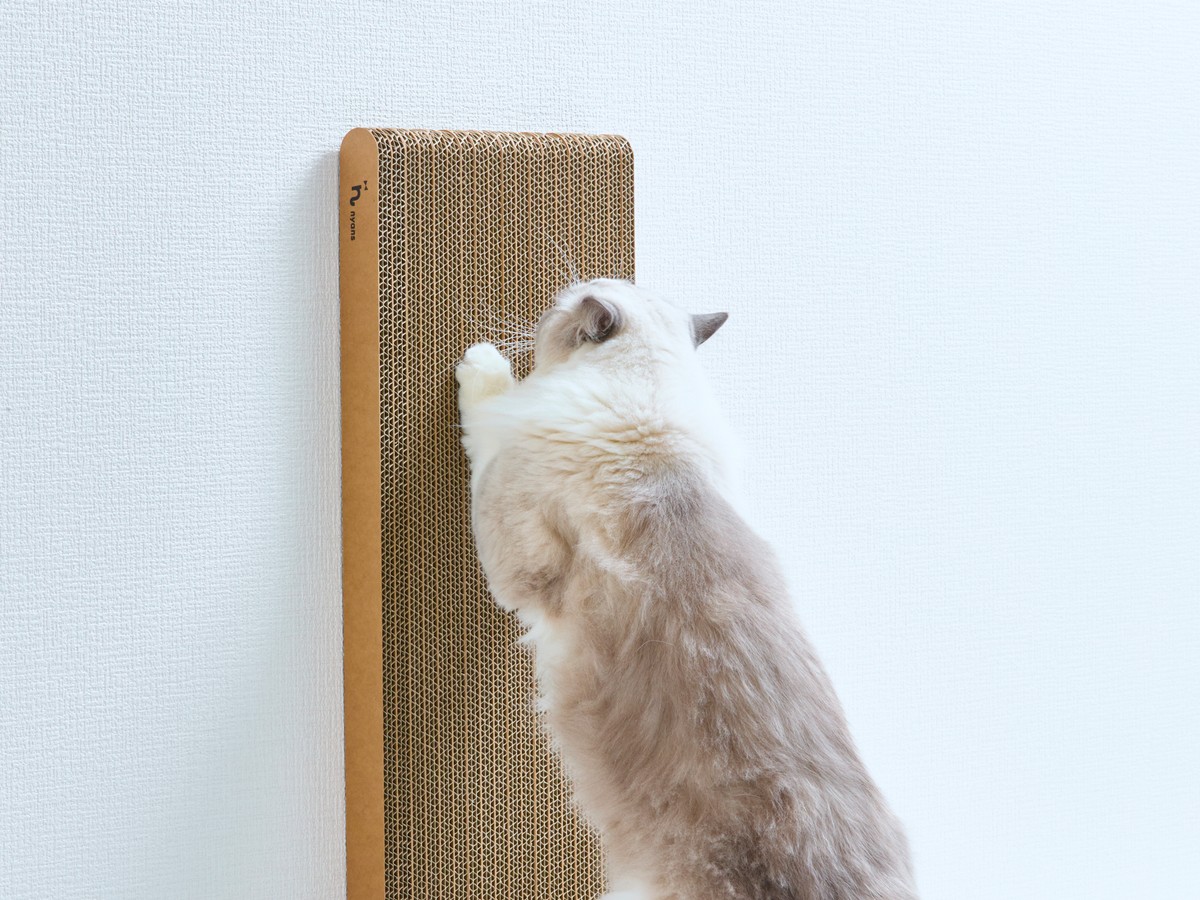 縦型爪とぎに前足を当てて爪をとぐレオ