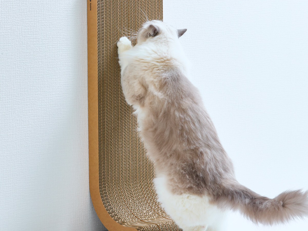 縦型爪とぎで爪を研ぐレオ
