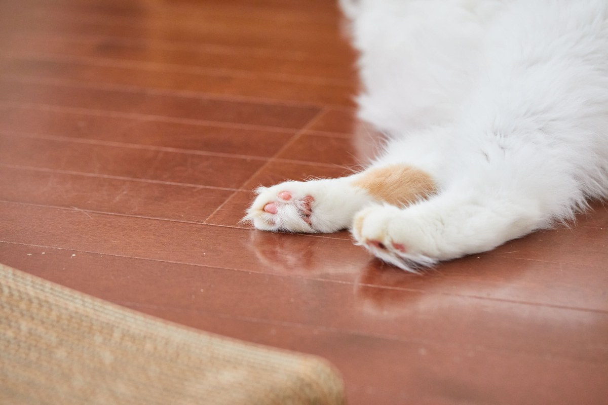 チェルシーのふわふわの被毛と前足。長毛種の触診の難しさを物語る