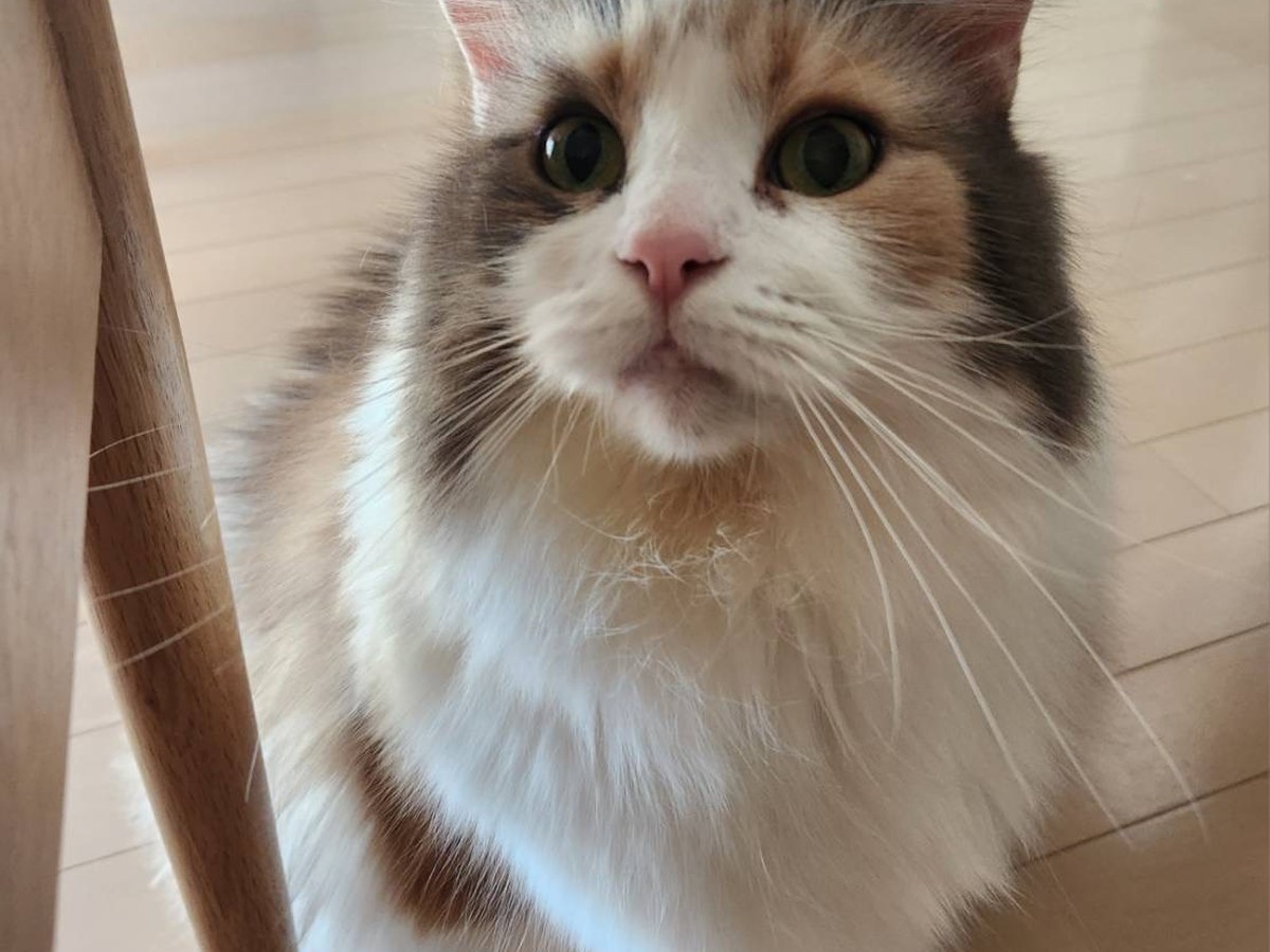 ごはんを見上げておねだりするチェルシー