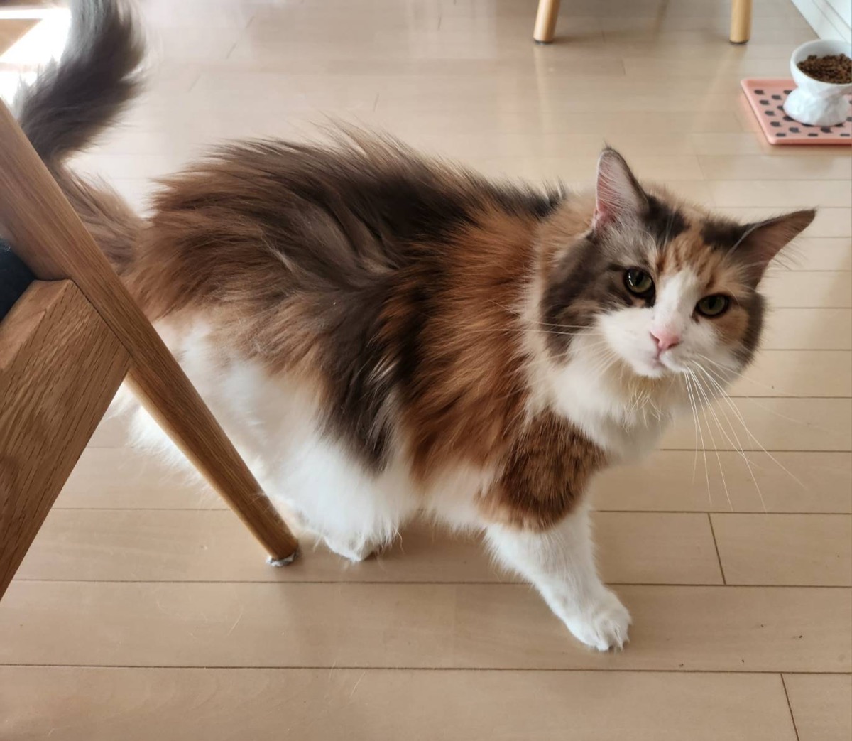 フードボウルのそばを歩くノルウェージャンフォレストキャットのチェルシー。ごはんと水を同じ場所に置いていた頃の様子