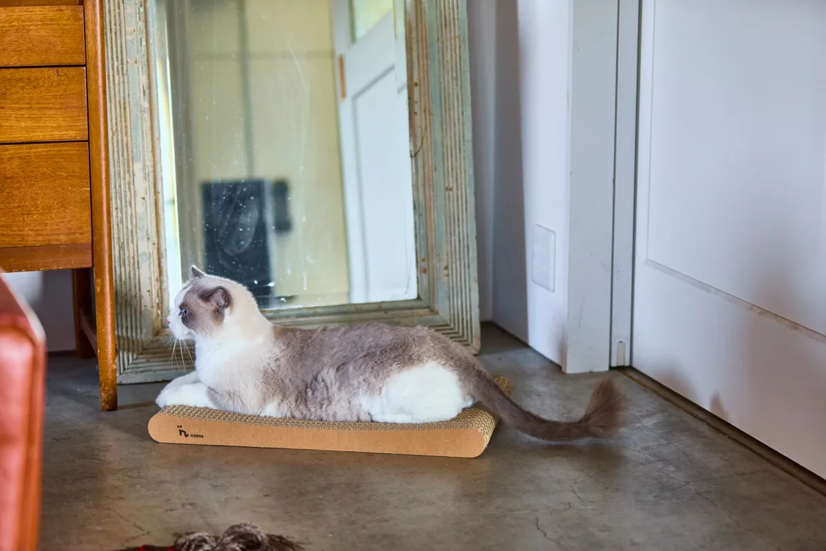 ダンボールの平置き爪とぎでくつろぐ猫