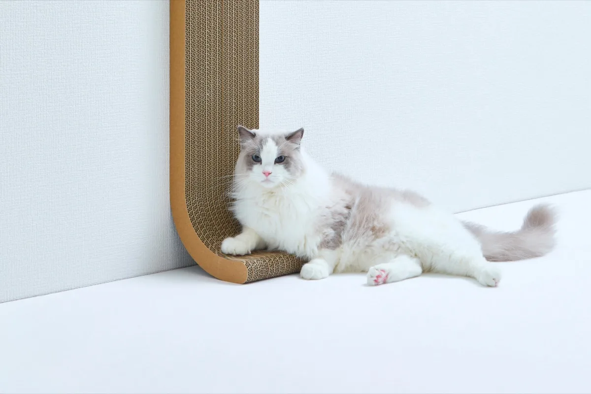 研ぎカスの悩みが減り、穏やかにくつろぐ猫