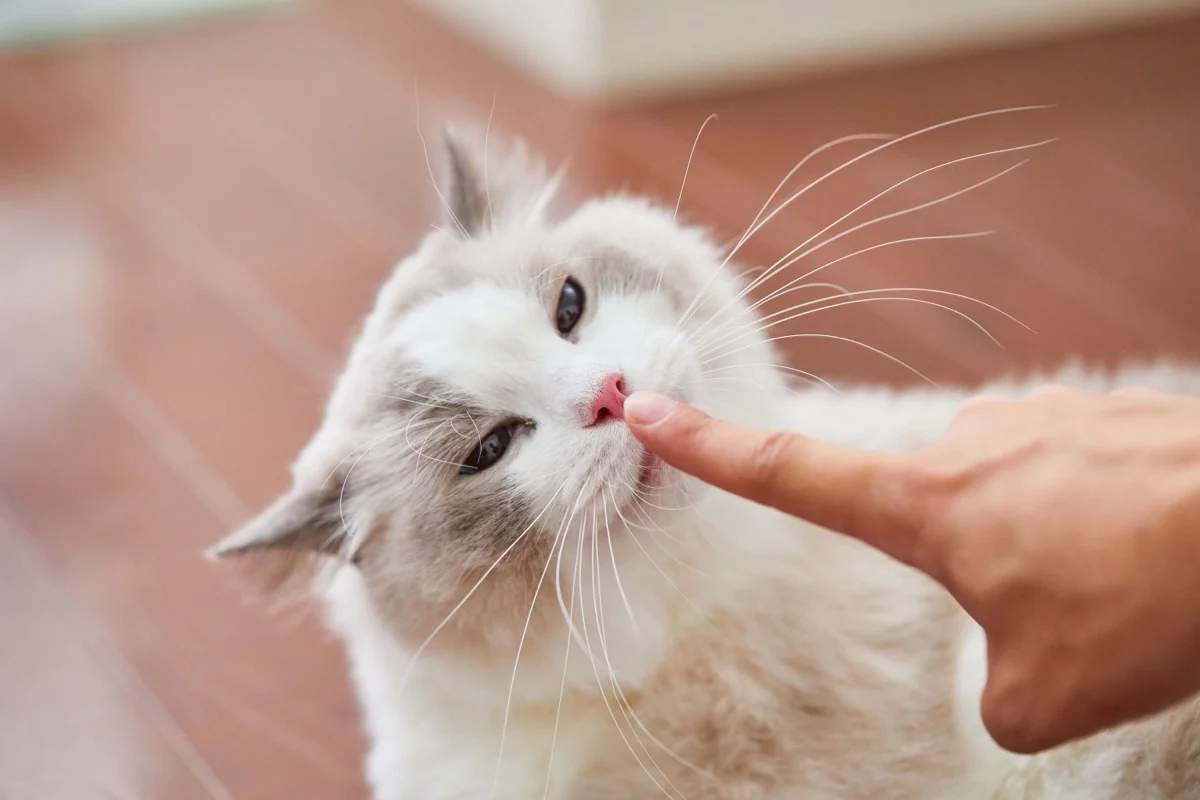 人の指にそっと鼻先を触れられ、くつろいだ表情でリラックスする猫