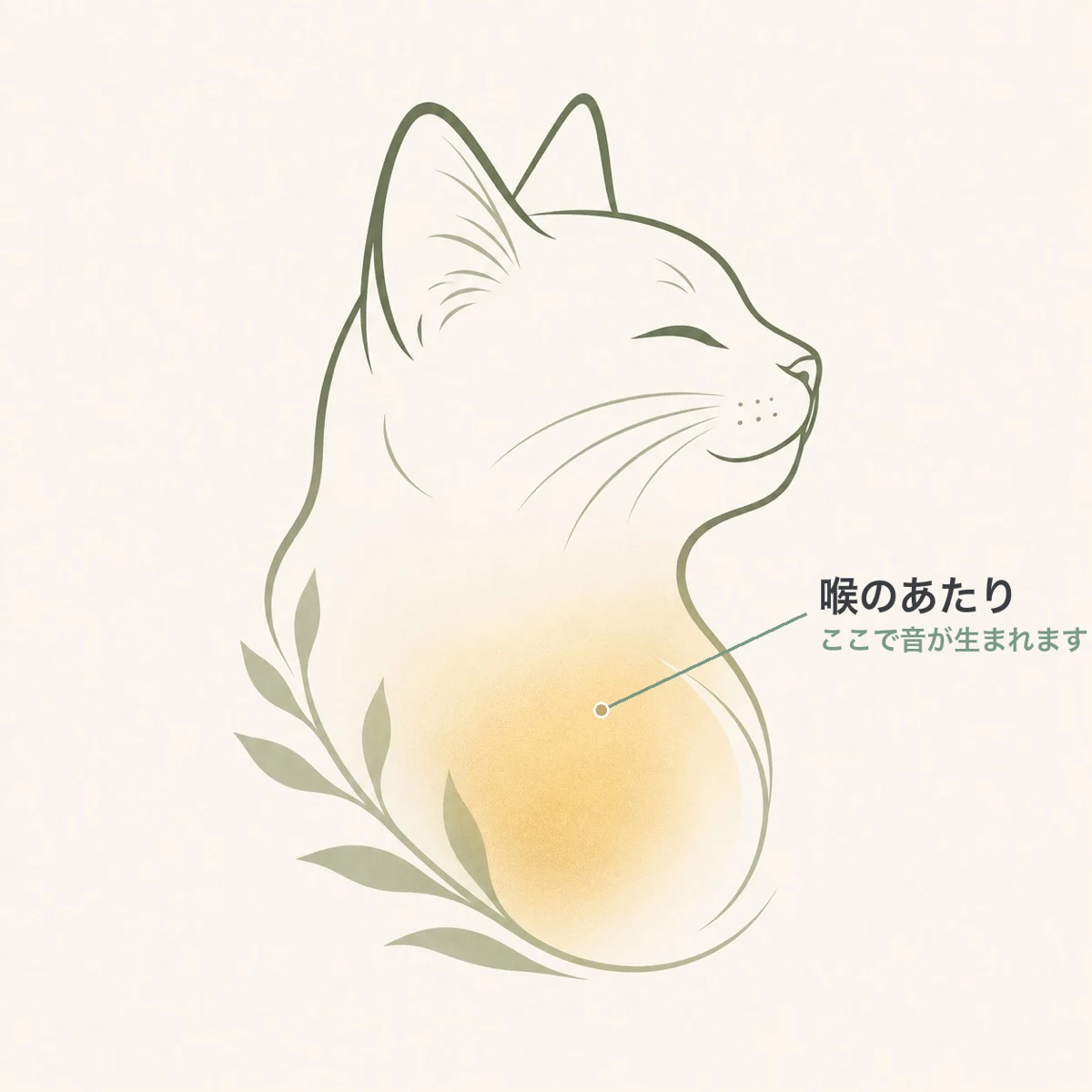 猫が喉を鳴らす仕組みの図解 - 喉頭の位置と2023年研究で見つかった声帯のパッド