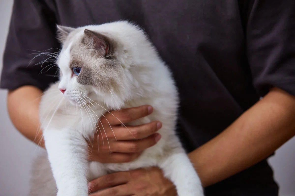 人にそっと抱かれ、胸に手を添えられて安心している猫