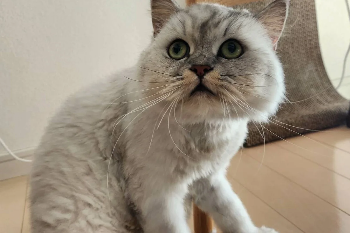 あまり鳴かず、静かにくつろいで過ごす猫