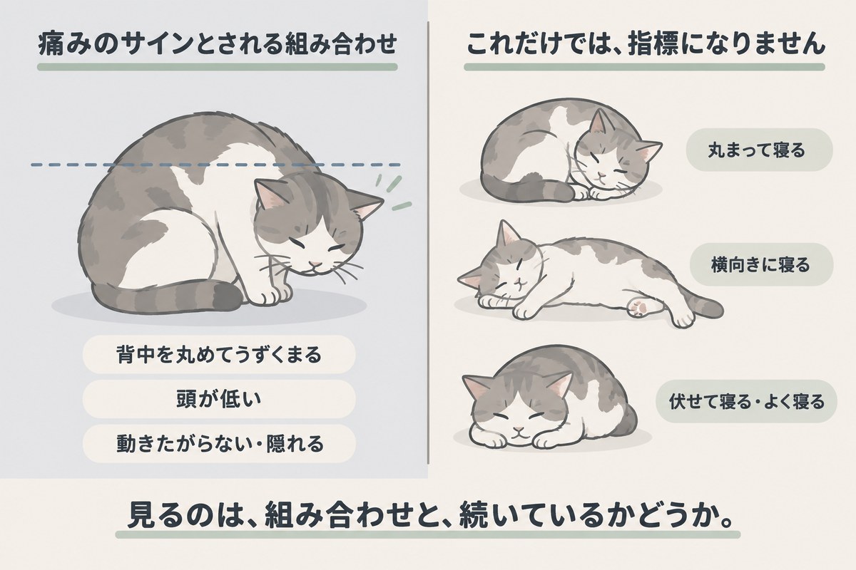 猫しんどい時の寝方