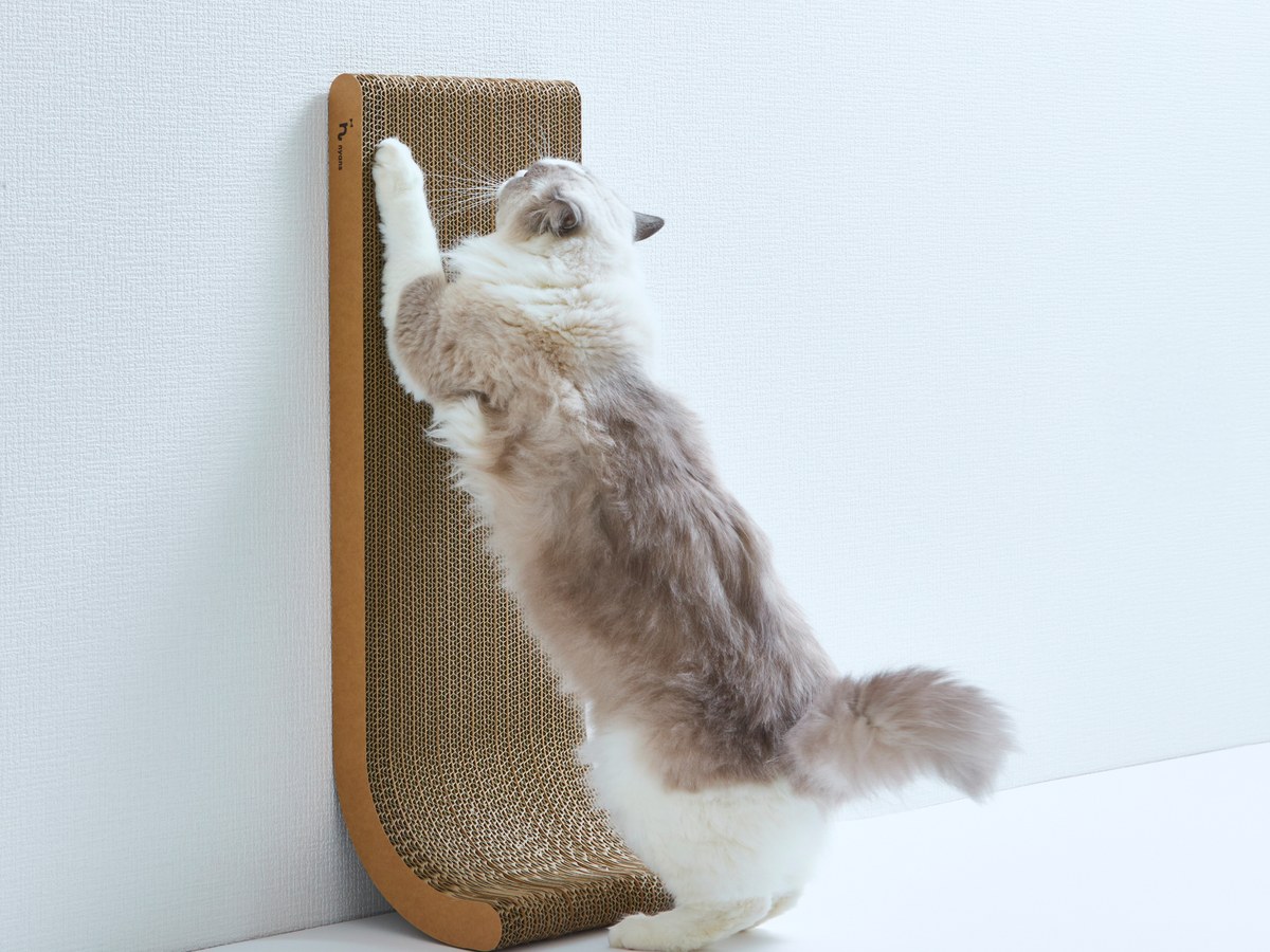 縦型の爪とぎに前肢を伸ばし、立ち上がった姿勢で爪をとぐ猫