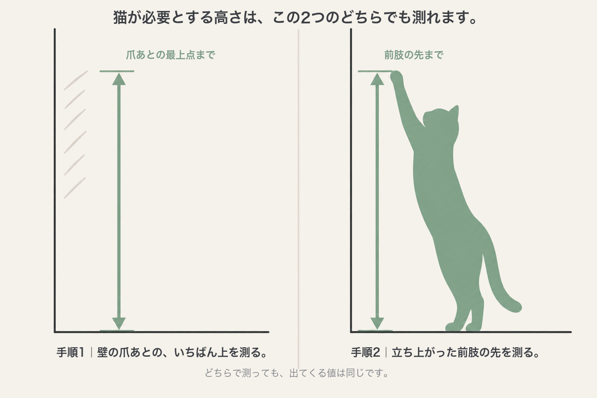 猫に必要な爪とぎの高さの測り方2種。壁についた爪あとのいちばん上を測る方法と、立ち上がった猫の前肢の先までを測る方法