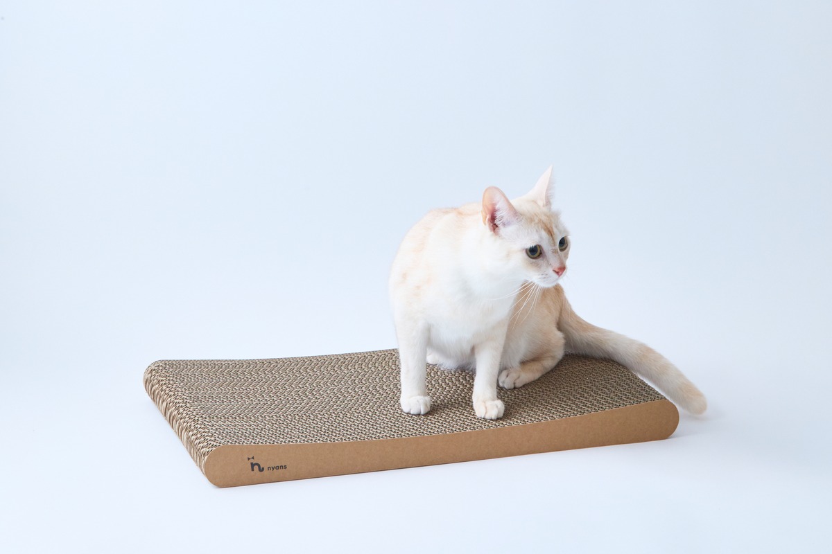 子猫の爪とぎはいつから？始まる時期と、用意する時期は別です