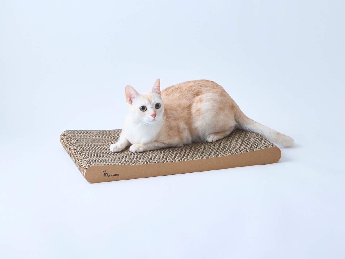 床に置いた薄型の爪とぎに前肢をのせる猫