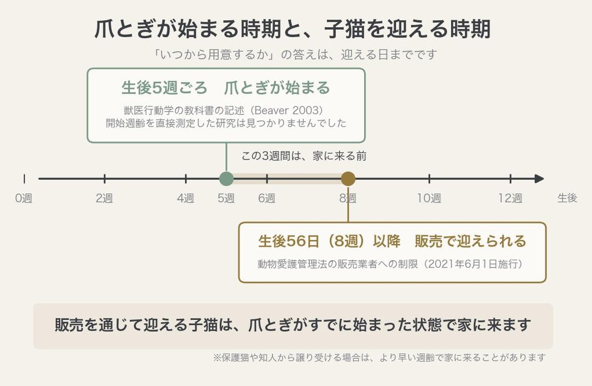 子猫の爪とぎが始まる生後5週と、販売を通じて子猫を迎える生後56日(8週)の時期を重ねた時間軸の図