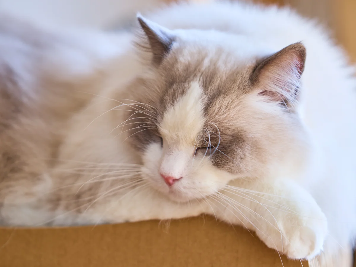 つめまるの縁にあごを乗せてうたた寝する猫｜乗るだけでも気に入っている途中経過