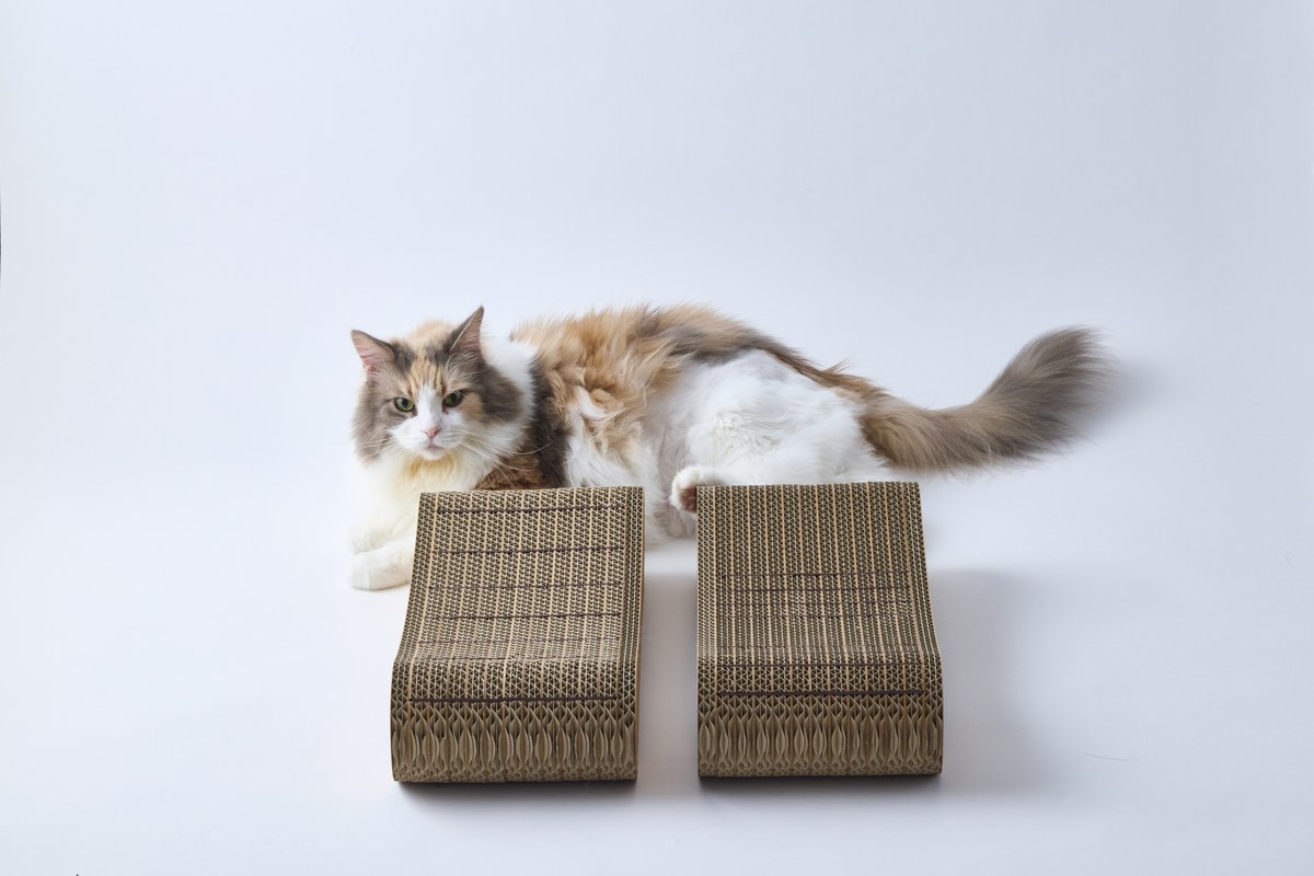 爪とぎの上でくつろぐ猫。審査員として2台を試してもらった