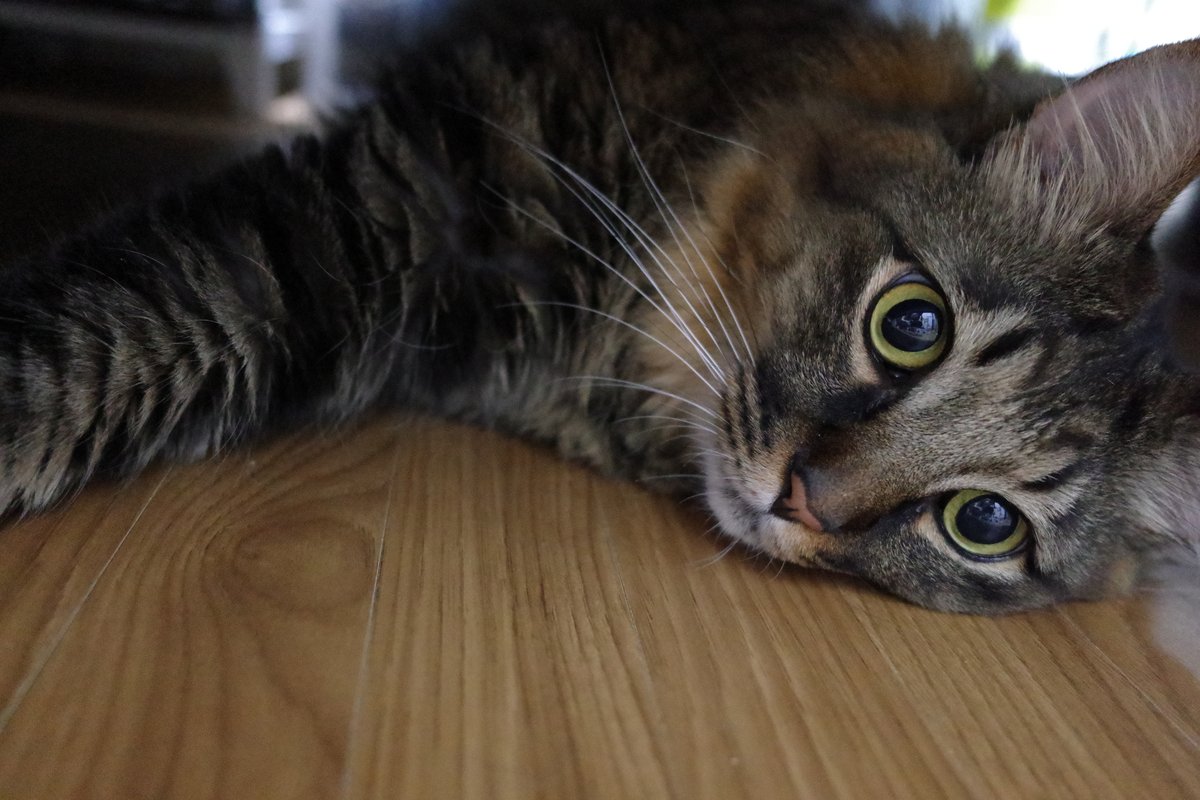 猫の噛み癖・イタズラの直し方｜叱らなくて大丈夫、本能を満たす接し方