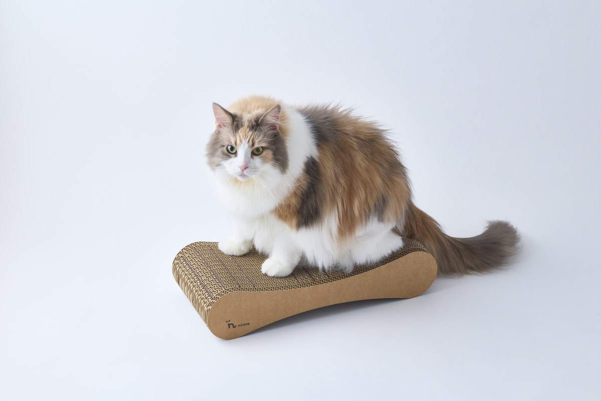 つめまる2の上でくつろぐチェルシー