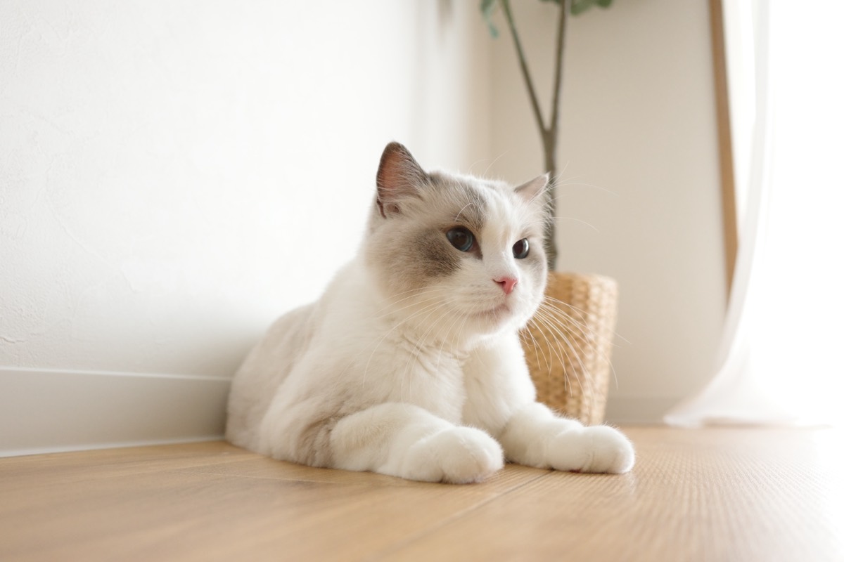 子猫の爪切りはいつから？迎えた日からの進め方と、嫌がる子への慣らし方