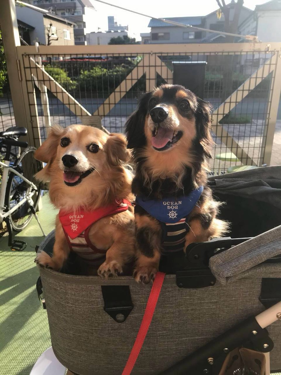 カートに乗った愛犬2頭