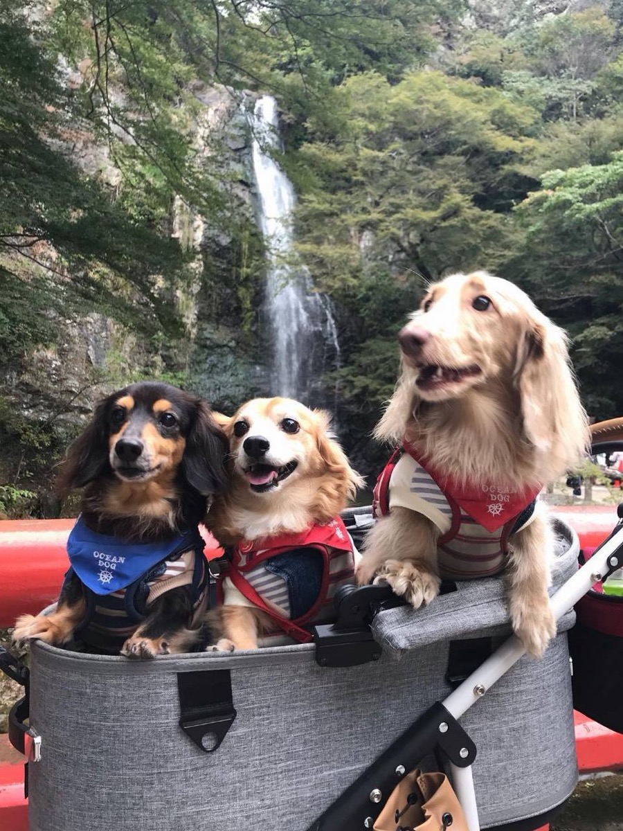 滝を背にカートに乗った愛犬3頭