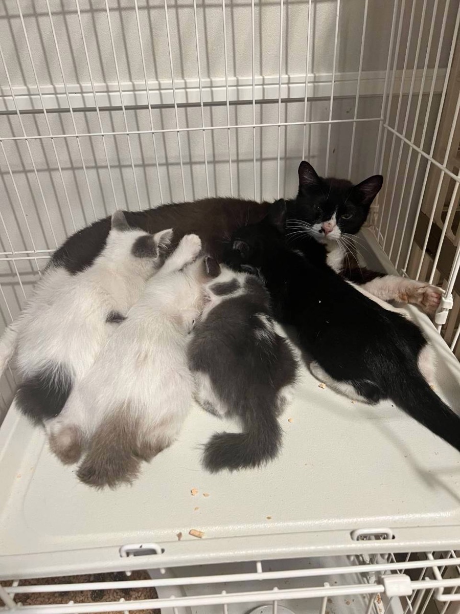 ケージの中で子猫たちに授乳する母猫