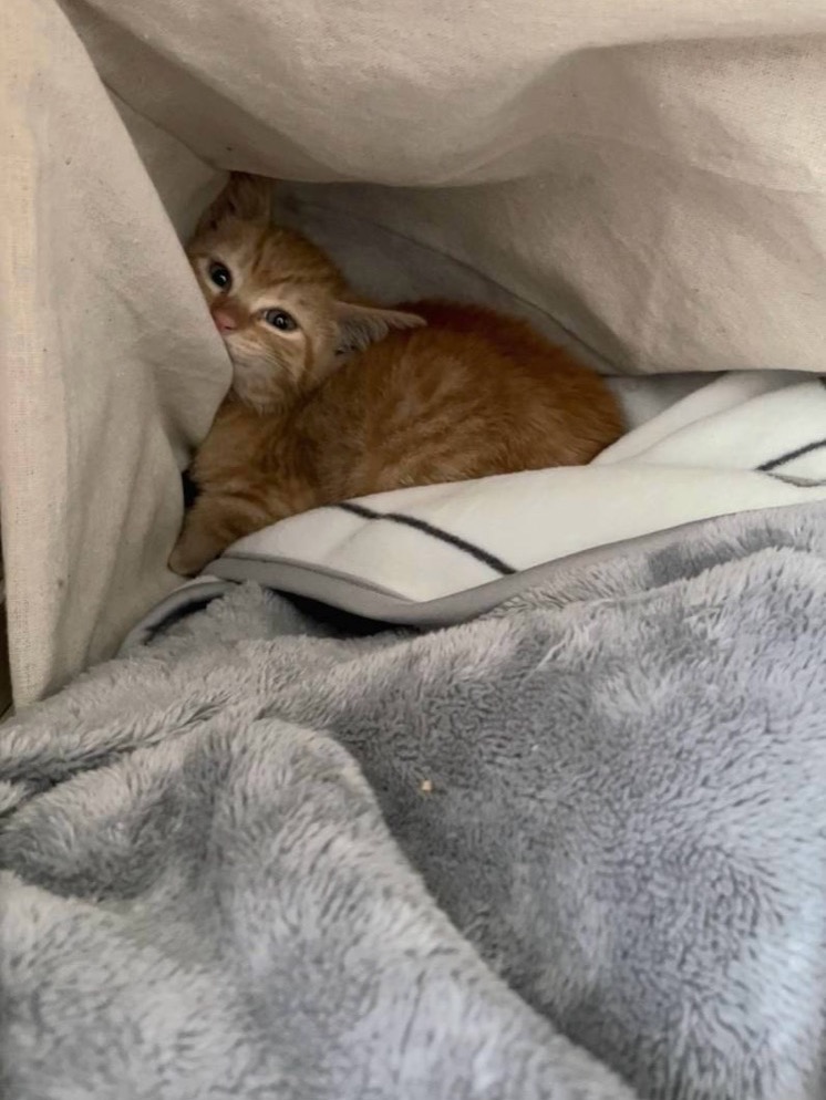 保護された直後、布のかげで小さくなっている仔猫
