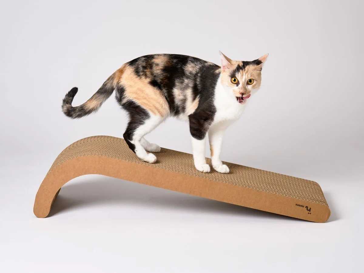 新しい爪とぎに乗って自分のペースで確かめる猫｜まず2週間は猫のペースで