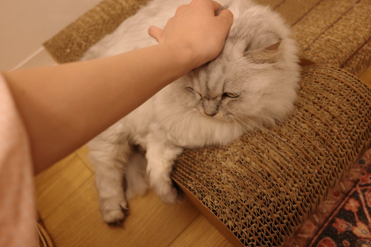 撫でる手のほうへ頭を預けて目を細めている猫