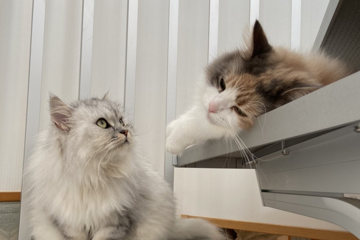 棚の上段と下段にそれぞれ座り、少し離れて同じ空間にいる2匹の猫