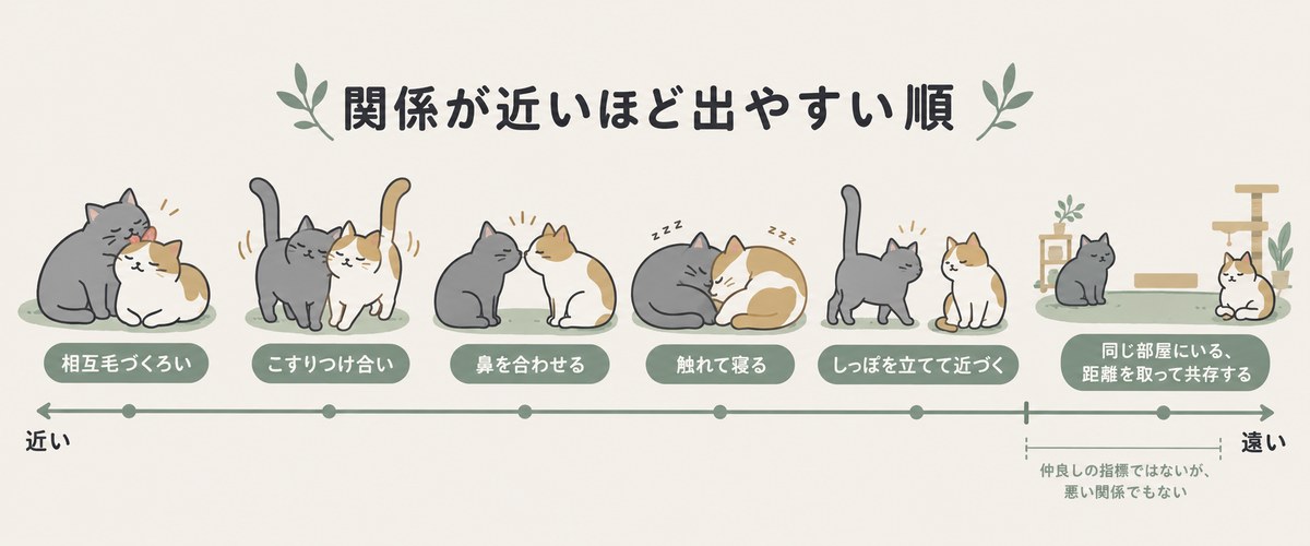 相互毛づくろい・こすりつけ合い・鼻合わせ・触れて寝る・しっぽを立てた接近・距離を取った共存の順に、猫同士の関係の近さを並べた物差しの図