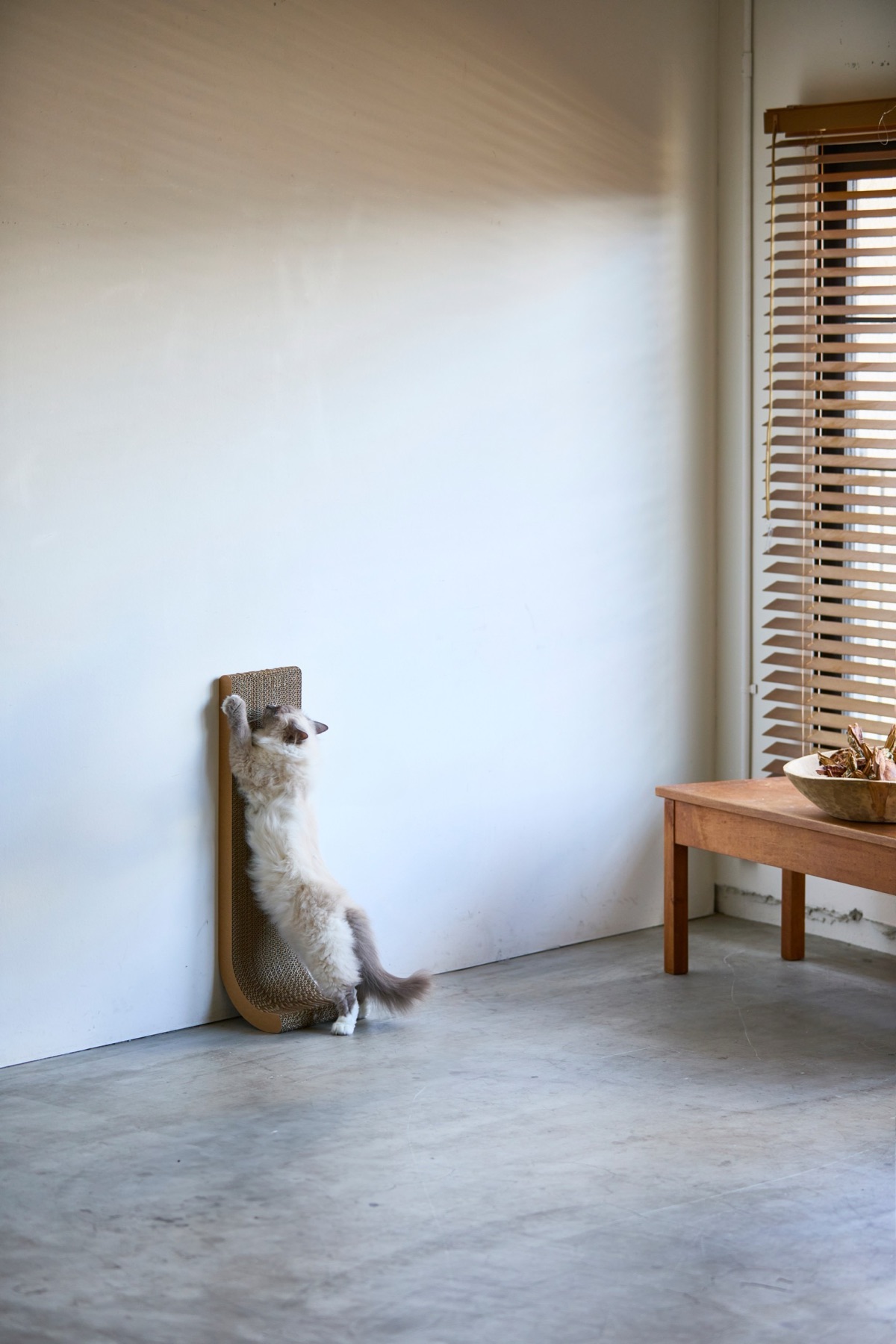 室内でくつろぐ猫