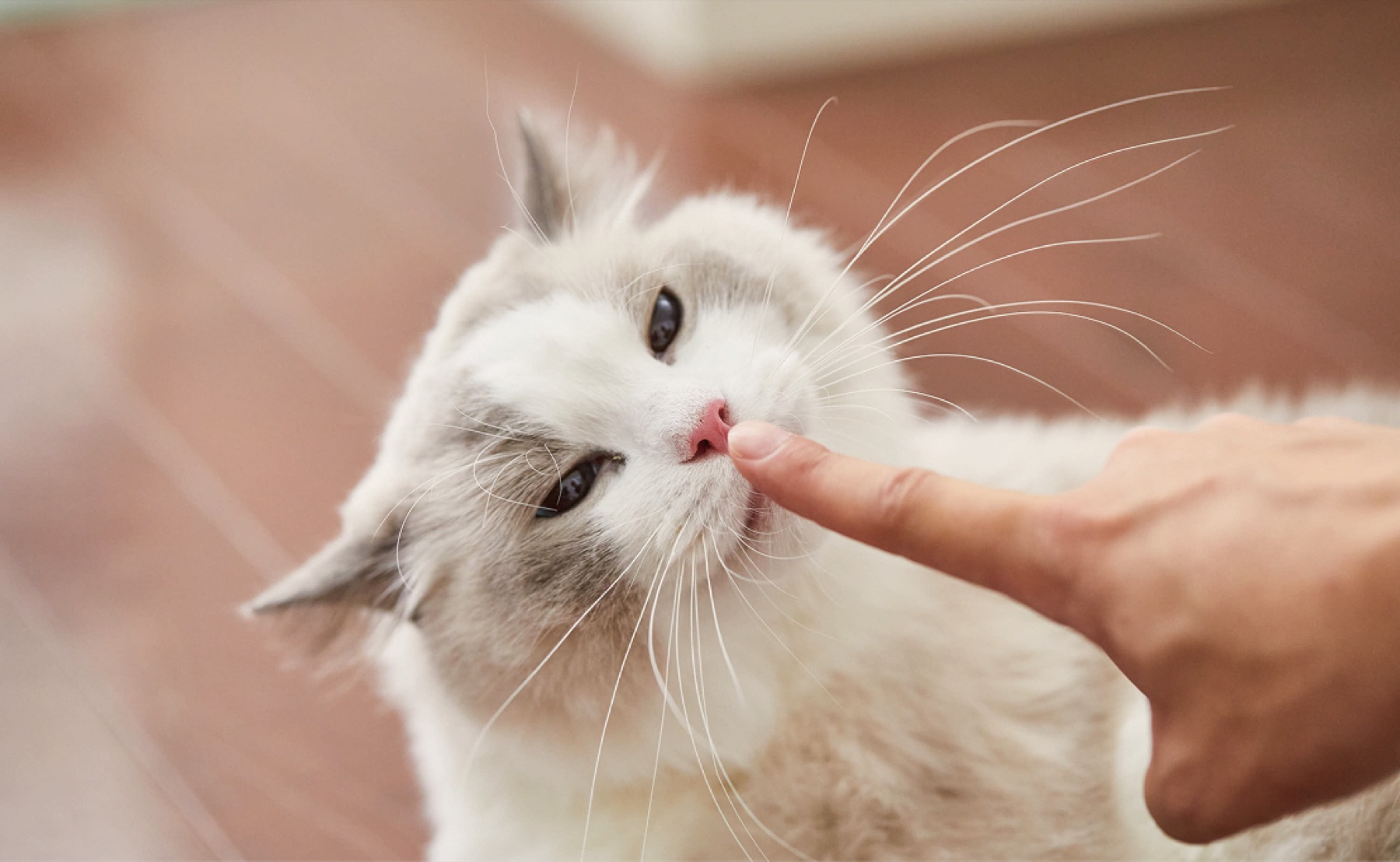 水を飲む猫