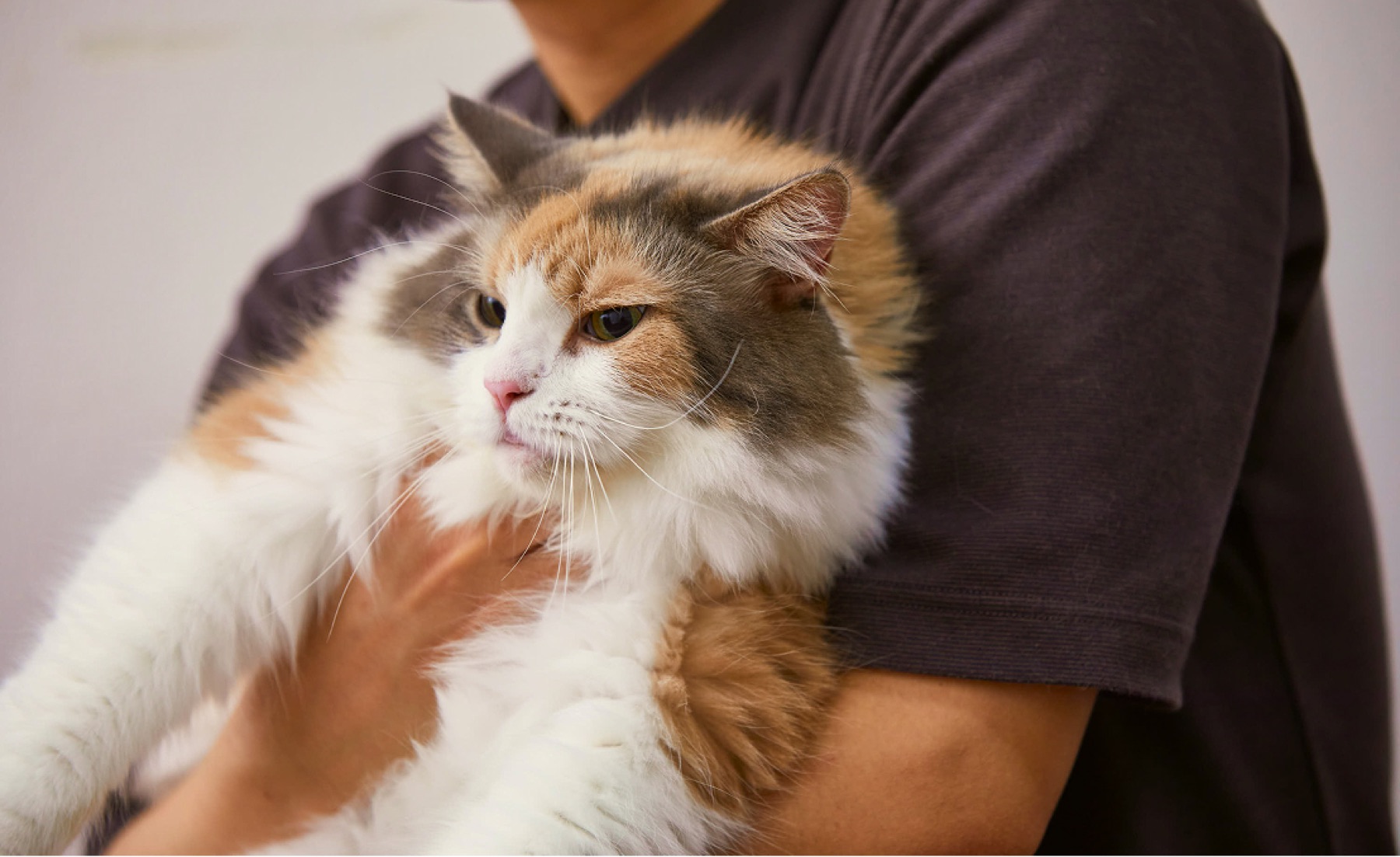 猫と飼い主