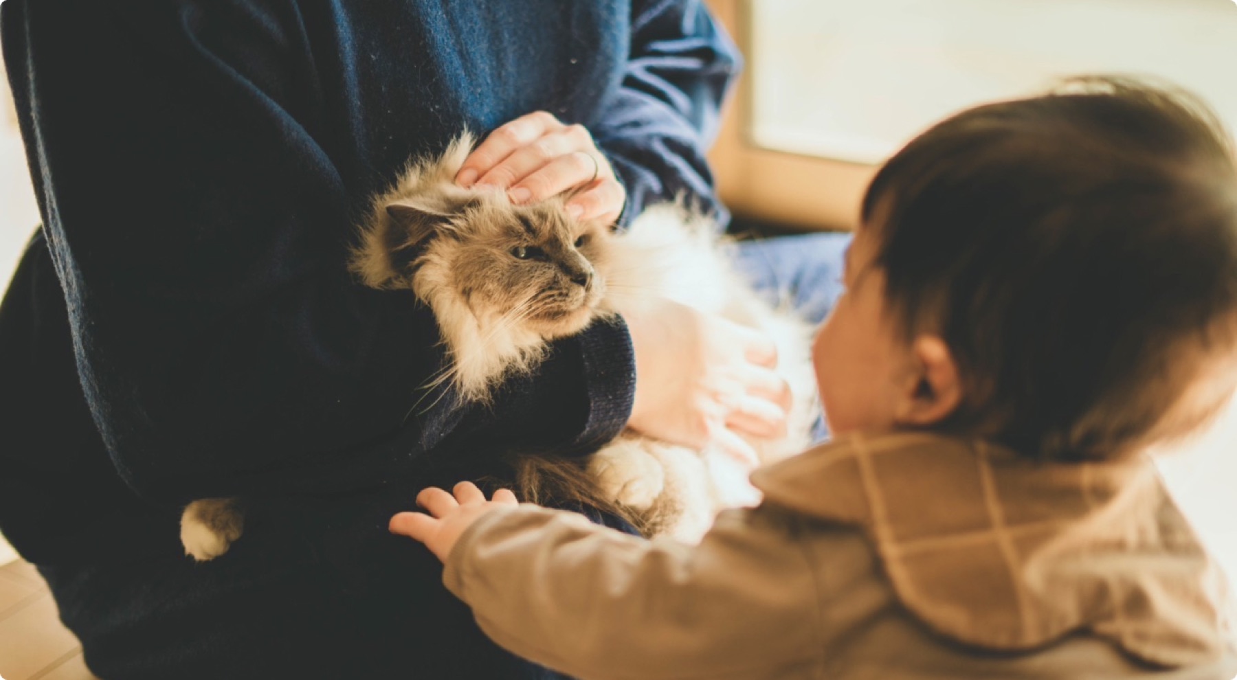 窓辺でくつろぐ猫