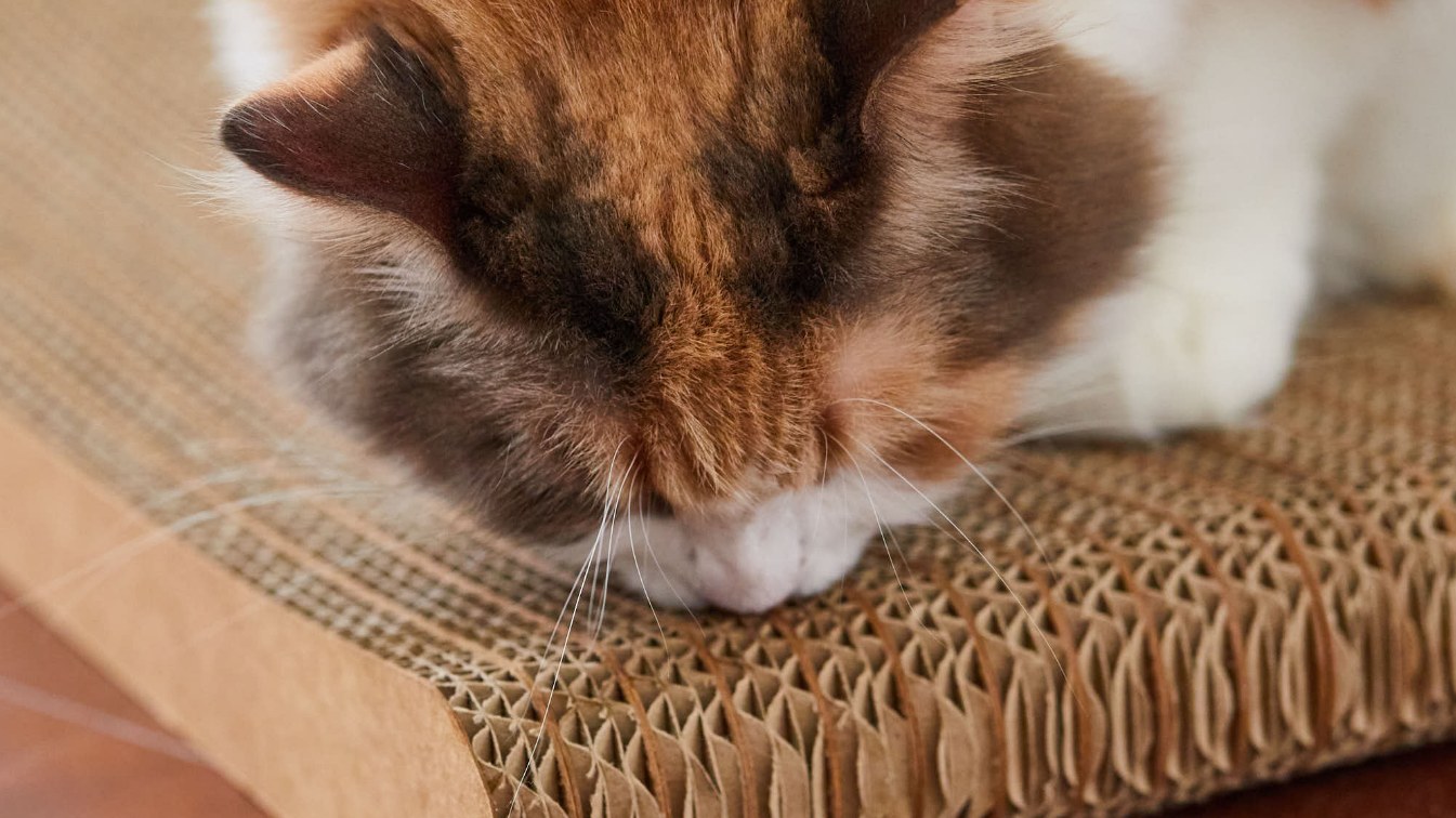 猫の爪とぎが臭い原因｜バージンパルプダンボールという選択