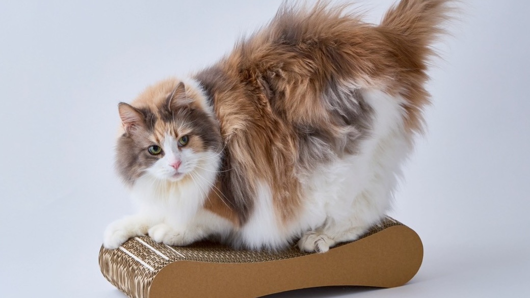 猫が爪をとぐ理由｜フェロモン・ストレス発散・爪ケアの3つの本能
