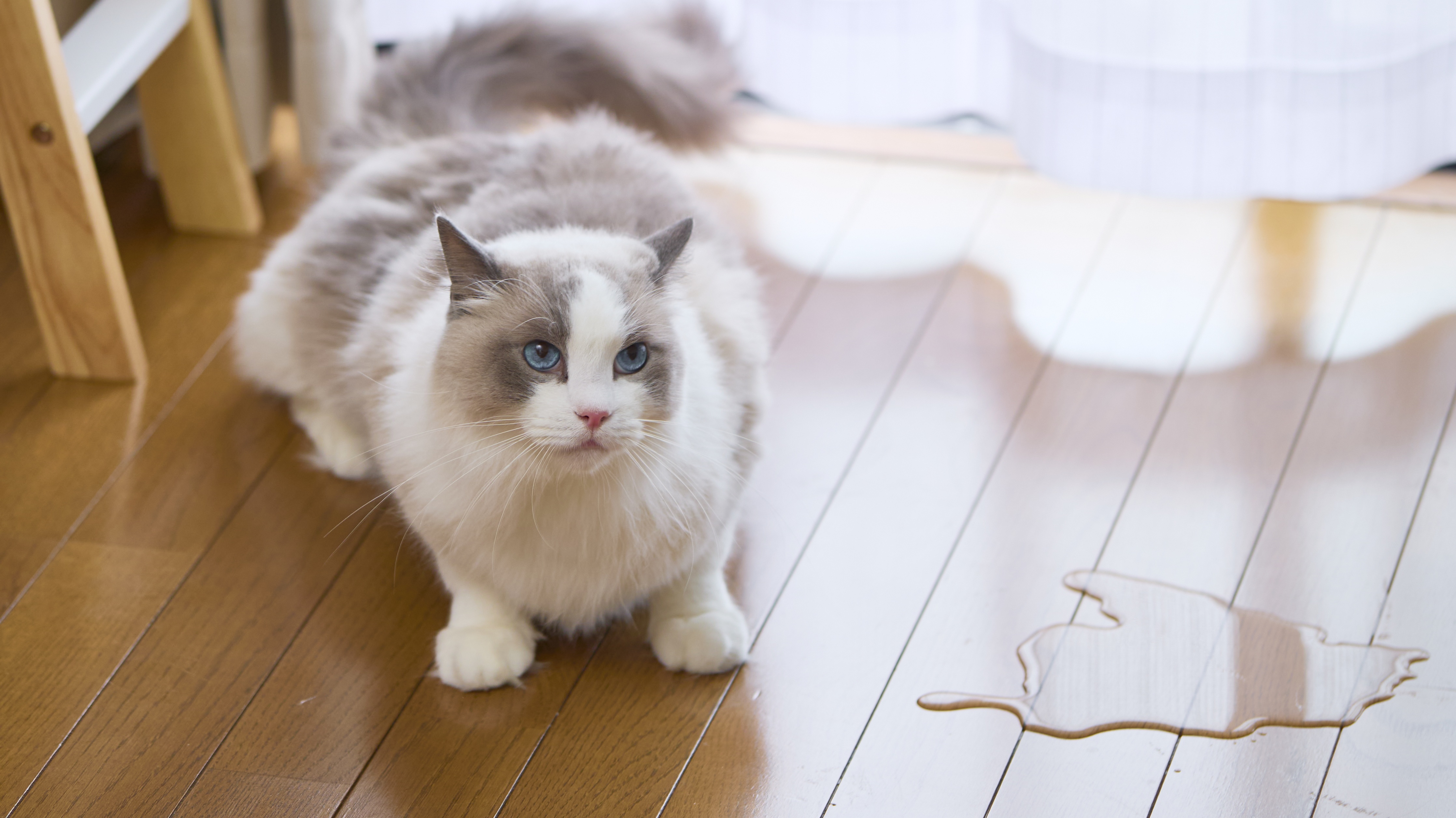 猫の臭い対策まとめ｜トイレ・マーキングの原因と安全な消臭法
