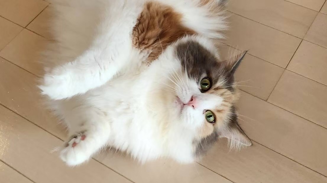 猫はなぜ太る？去勢後・室内飼い・おやつで太りやすくなる科学的メカニズム