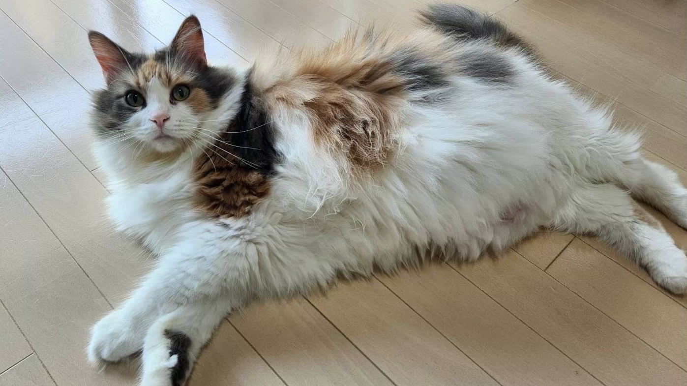 猫の肥満度チェック｜BCSで判定する方法と肥満が招くリスク