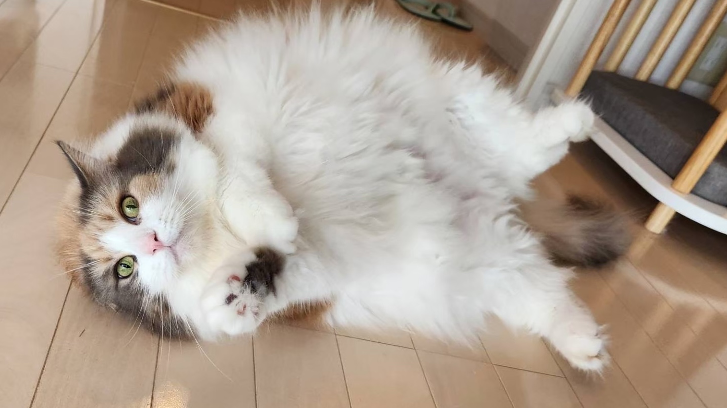猫のダイエット方法｜食事管理・運動・おやつの工夫とリバウンド防止策