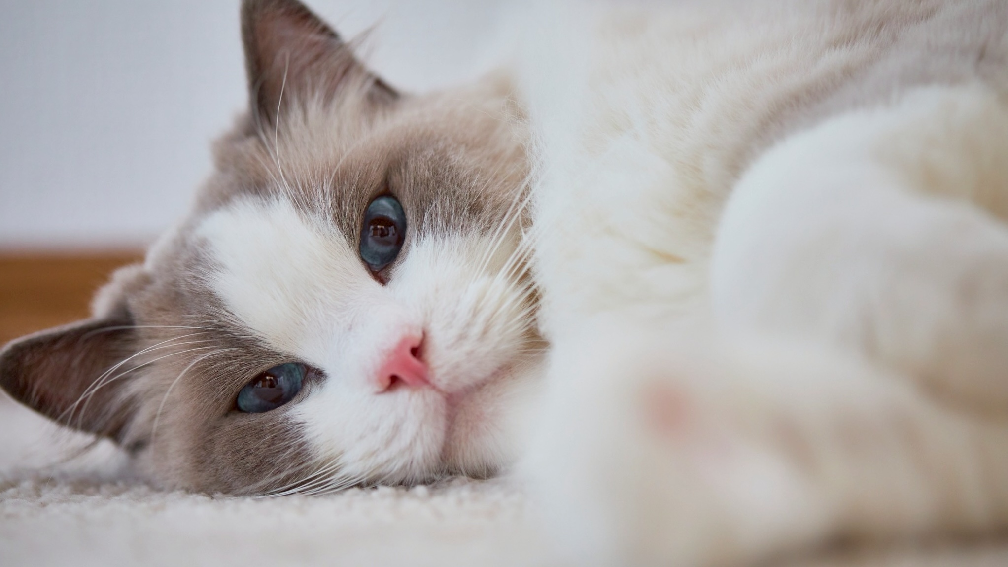 猫の爪切りの頻度は？年齢別の目安と頻度を減らすコツ