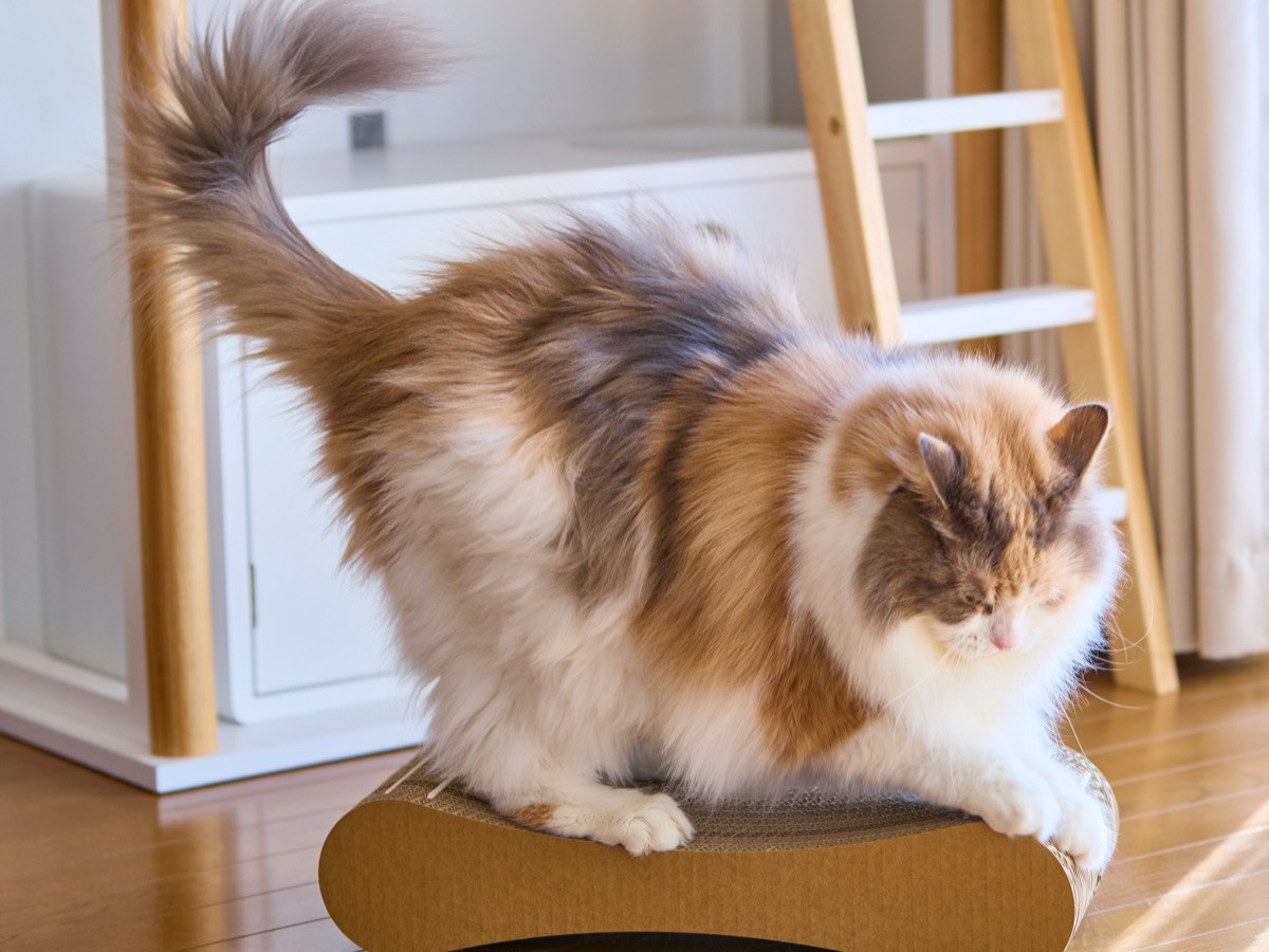 猫の爪切りはしなくていい？｜爪が自然に丸くなる特許技術の仕組みと今わかっていること