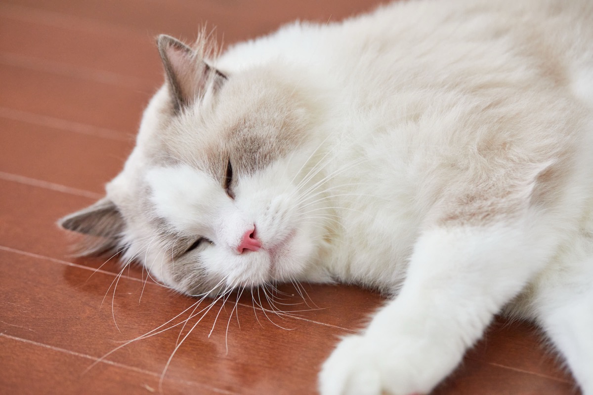ダンボール爪とぎ、もう少し長持ちしてくれたら｜猫と暮らす人のための耐久性ガイド
