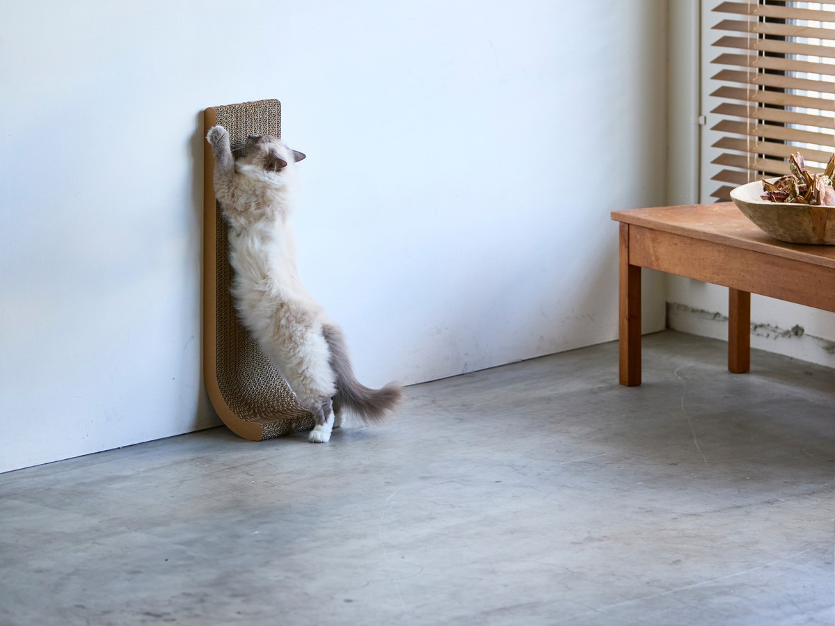 猫の爪とぎ、種類が多すぎて選べない｜レオと試した8タイプの正直レビュー